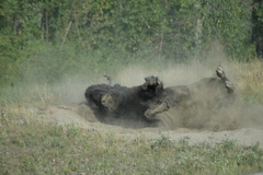 Bison bison athabascae