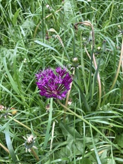 Allium giganteum