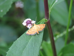 Orphanostigma haemorrhoidalis