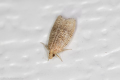 Psilocorsis cryptolechiella