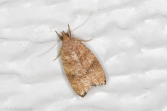 Psilocorsis cryptolechiella