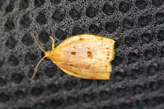 Archips rileyana