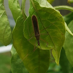 Zelus cervicalis