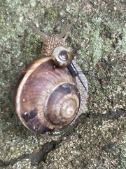 Helix lucorum