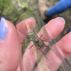Arctosa maculata