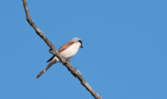 Lanius collurio