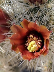 Cylindropuntia chuckwallensis
