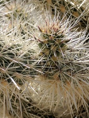 Cylindropuntia chuckwallensis