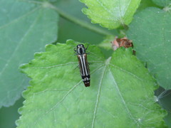 Agrilus catherinae