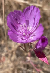 Clarkia lewisii