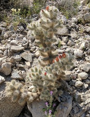 Cylindropuntia chuckwallensis