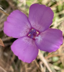 Clarkia lewisii