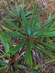 Yucca cernua