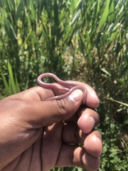 Xerotyphlops vermicularis