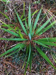 Yucca cernua