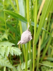 Liocranidae