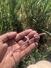 Xerotyphlops vermicularis