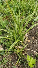 Carex morrowii