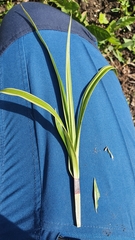 Carex morrowii