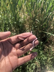 Xerotyphlops vermicularis