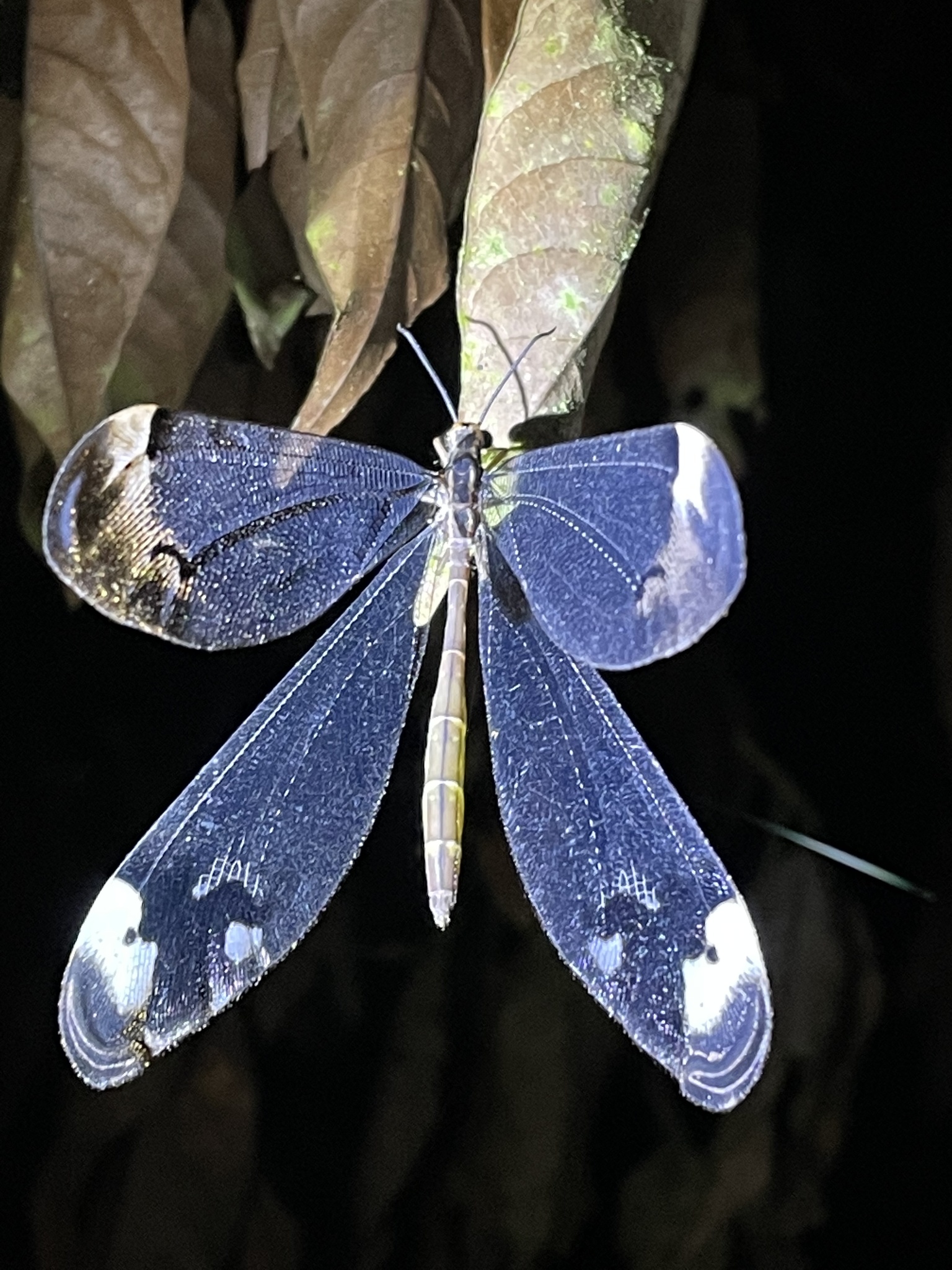 Antlions and Owlflies (Family Myrmeleontidae) · iNaturalist