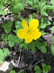 Trollius ranunculinus