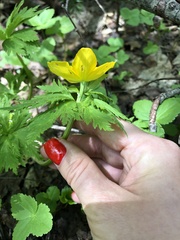 Trollius ranunculinus