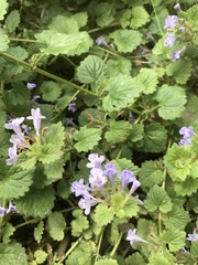 Glechoma hederacea