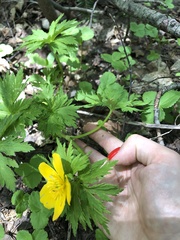 Trollius ranunculinus