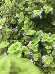 Glechoma hederacea