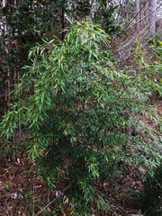 Phyllostachys nigra