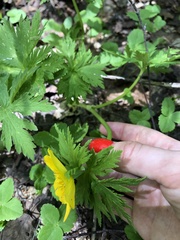 Trollius ranunculinus