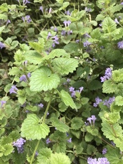 Glechoma hederacea