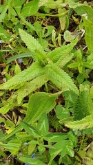 Rhinanthus alectorolophus