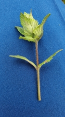 Rhinanthus alectorolophus