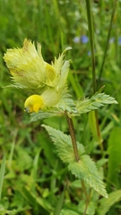 Rhinanthus alectorolophus