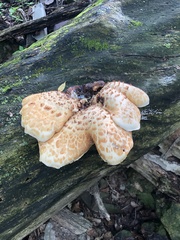 Cerioporus squamosus