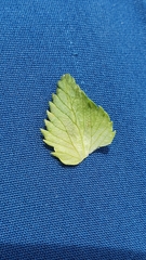 Rhinanthus alectorolophus