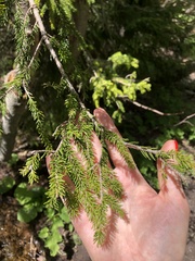 Picea orientalis
