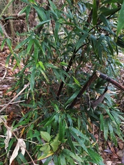 Phyllostachys nigra