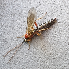 Tromatobia lineatoria