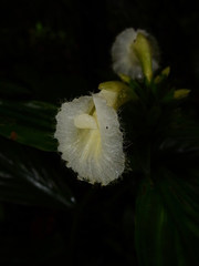 Chamaecostus congestiflorus