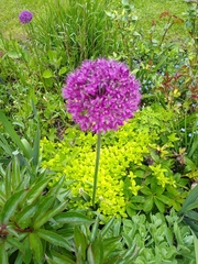 Allium