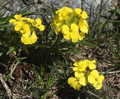 Erysimum jugicola