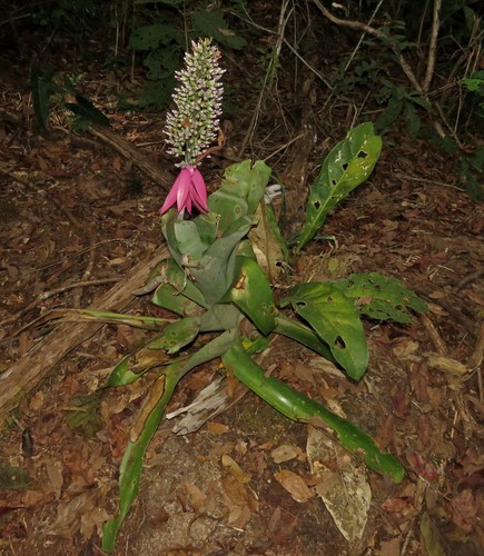 Aechmea castelnavii (Aechmea castelnavii)