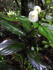 Chamaecostus congestiflorus