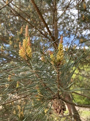 Pinus sylvestris