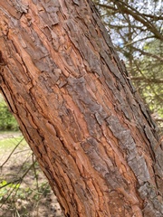 Pinus sylvestris