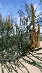 Pinus sylvestris