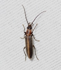 Oxycopis mimetica